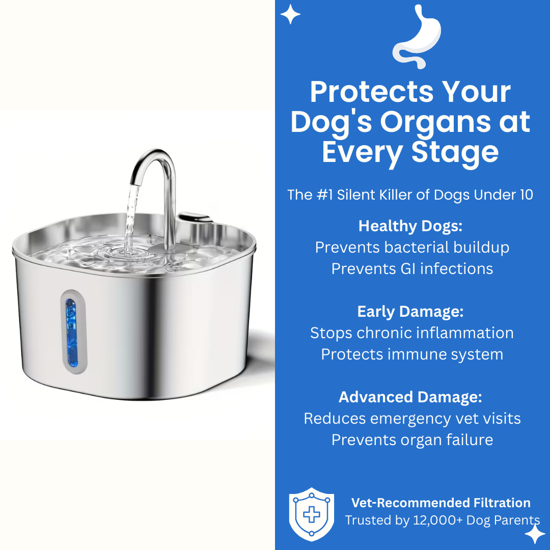 PawMex Stainless Steel Water Fountain (8 Filters)