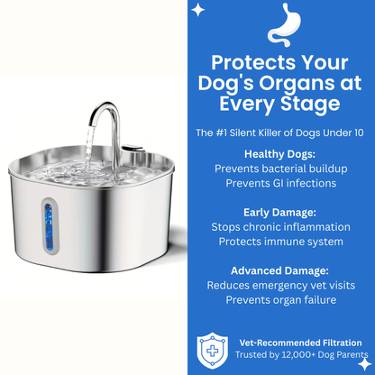 PawMex Stainless Steel Water Fountain (8 Filters)